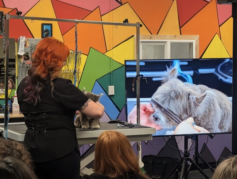 Live grooming demonstration in our class
