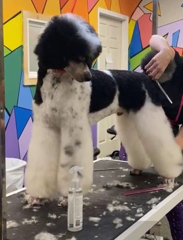 Professional poodle grooming demonstration — Pet Groomers Low-Cost Education Utah
