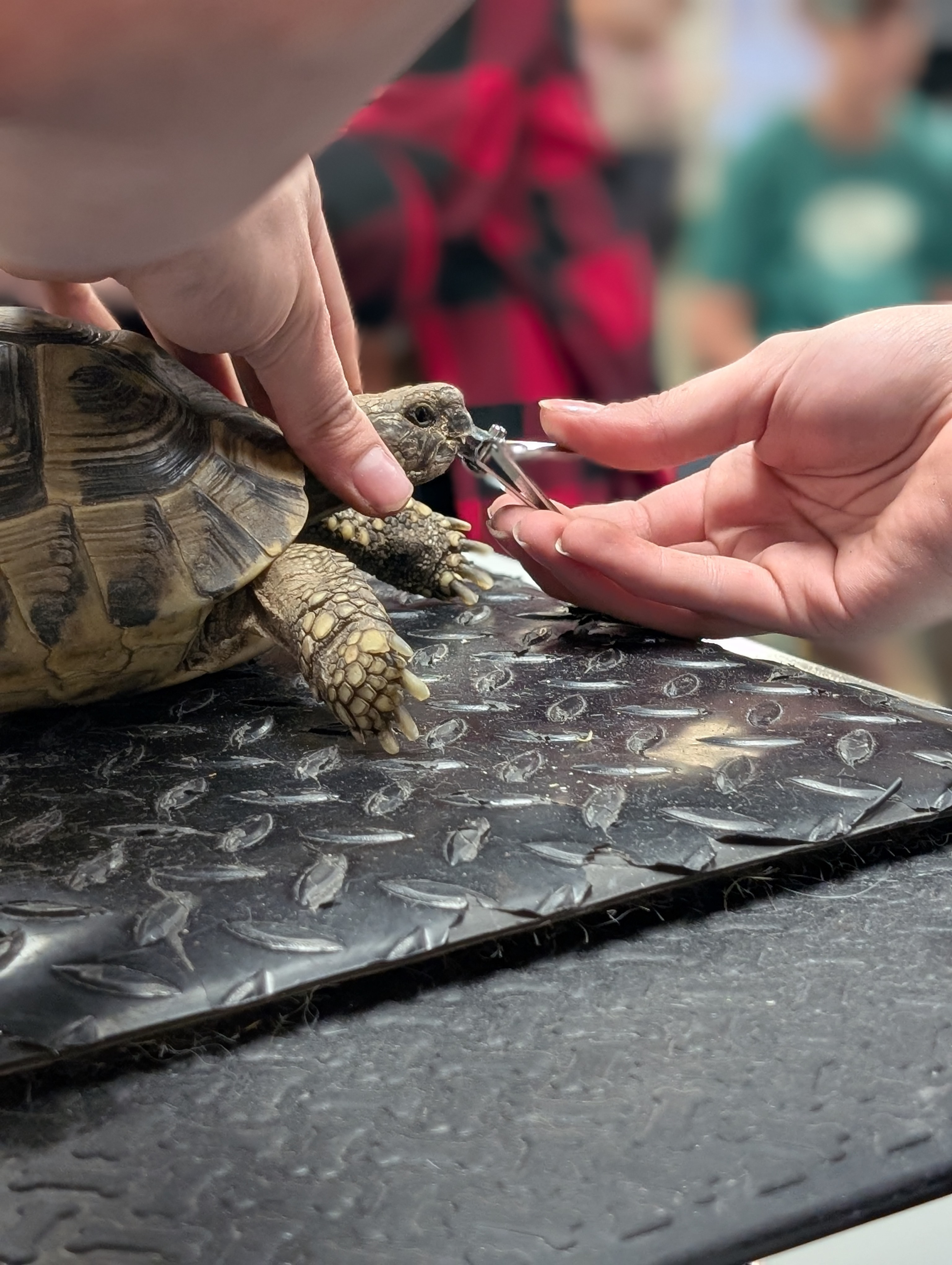 Even tortoises get the spa treatment at our classes